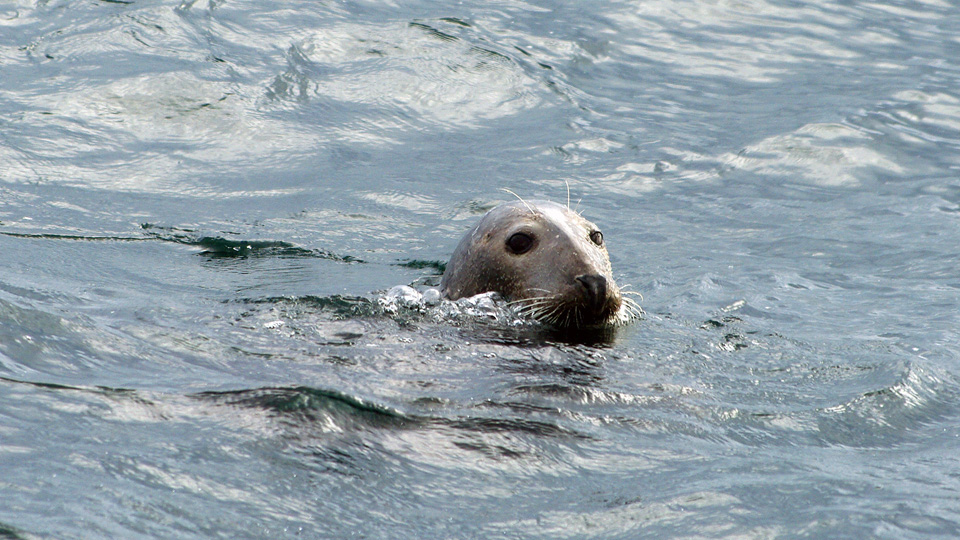 whitby boat trips seals